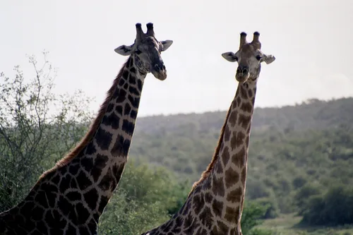 Photo from South Africa