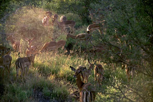 Photo from South Africa